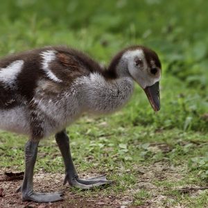 chick, nilganskin, goose-8107566.jpg