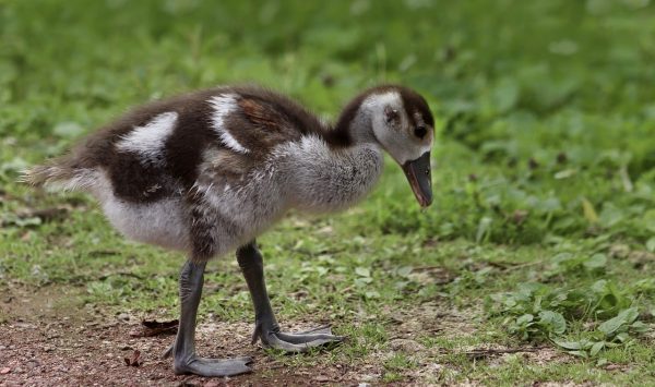 chick, nilganskin, goose-8107566.jpg