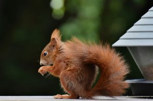 squirrel, rodent, wildlife-8104545.jpg